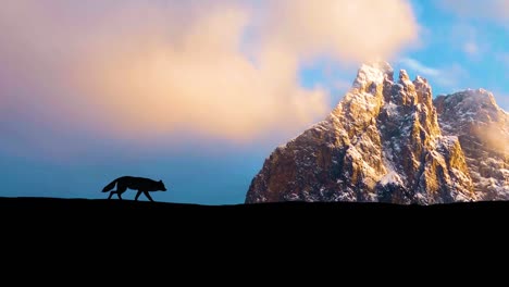 lobo solitario cazando se mueve para la presa en la montaña