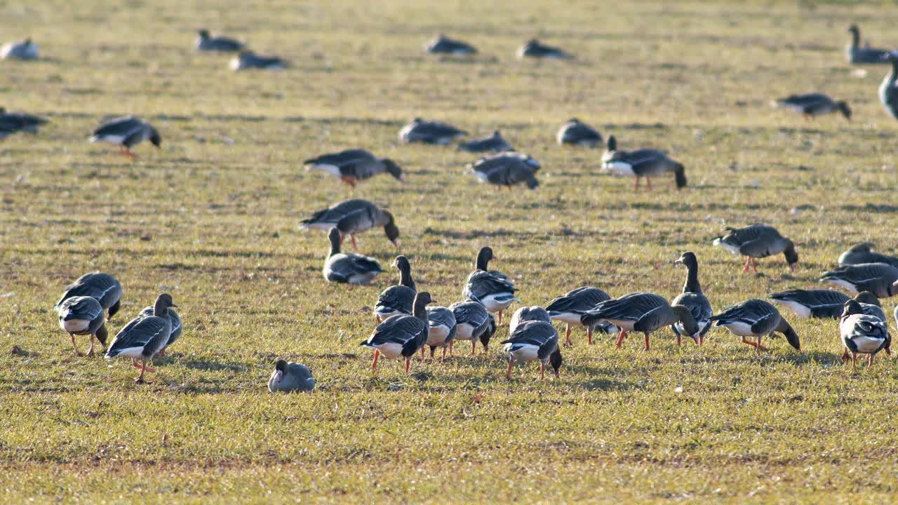 una gran bandada de gansos albifrones de frente blanca en el campo de trigo de invierno durante la migración de primavera