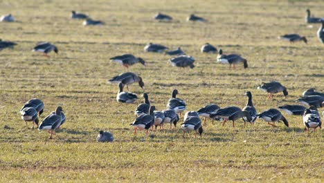 Una-Gran-Bandada-De-Gansos-Albifrones-De-Frente-Blanca-En-El-Campo-De-Trigo-De-Invierno-Durante-La-Migración-De-Primavera