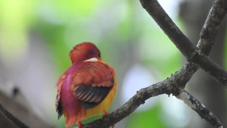 looking back, a rufous-backed kingfisher or ceyx rufidorsa bird is standing calmly on a wooden branch