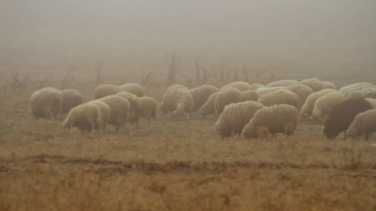 ovejas en un campo de niebla