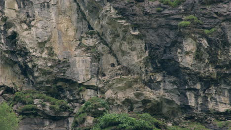 close up of a young bearded vulture trying to fly for the first time