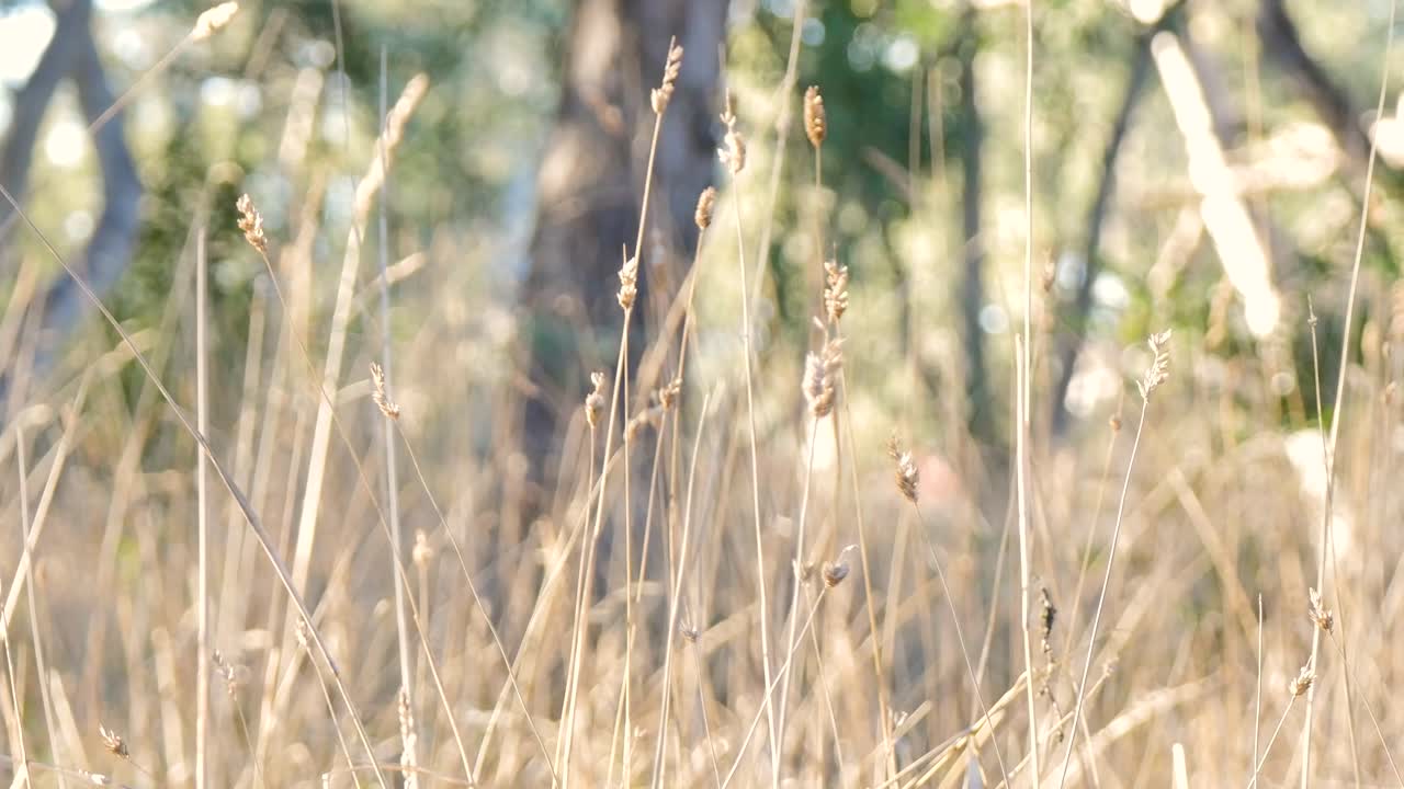Tall grass in a field