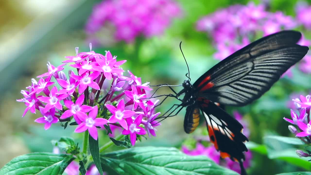 나비 꿀을 먹는 슬로우 모션