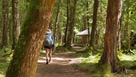 slider, hiker walks towards shelter in sunlit fiordland forest, kepler track new zealand