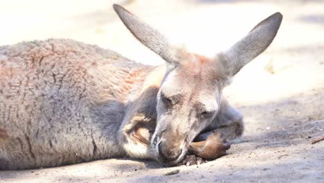 袋鼠在野外休息,近距離拍攝澳洲本地動物物種