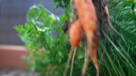 home gardener pulling ripe carrots from soil macro close up and displaying roots 4k home gardening