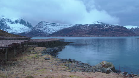 Cinematic-tracking-shot-of-stockfish-hanging-up-to-dry-in-Norway