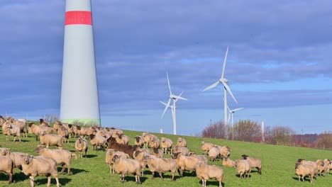 natural harmony: sheep and wind farm coexist on beautiful field in brilon, sauerland, north rhine-westphalia