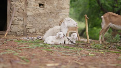 sheep-and-lamb-in-the-village