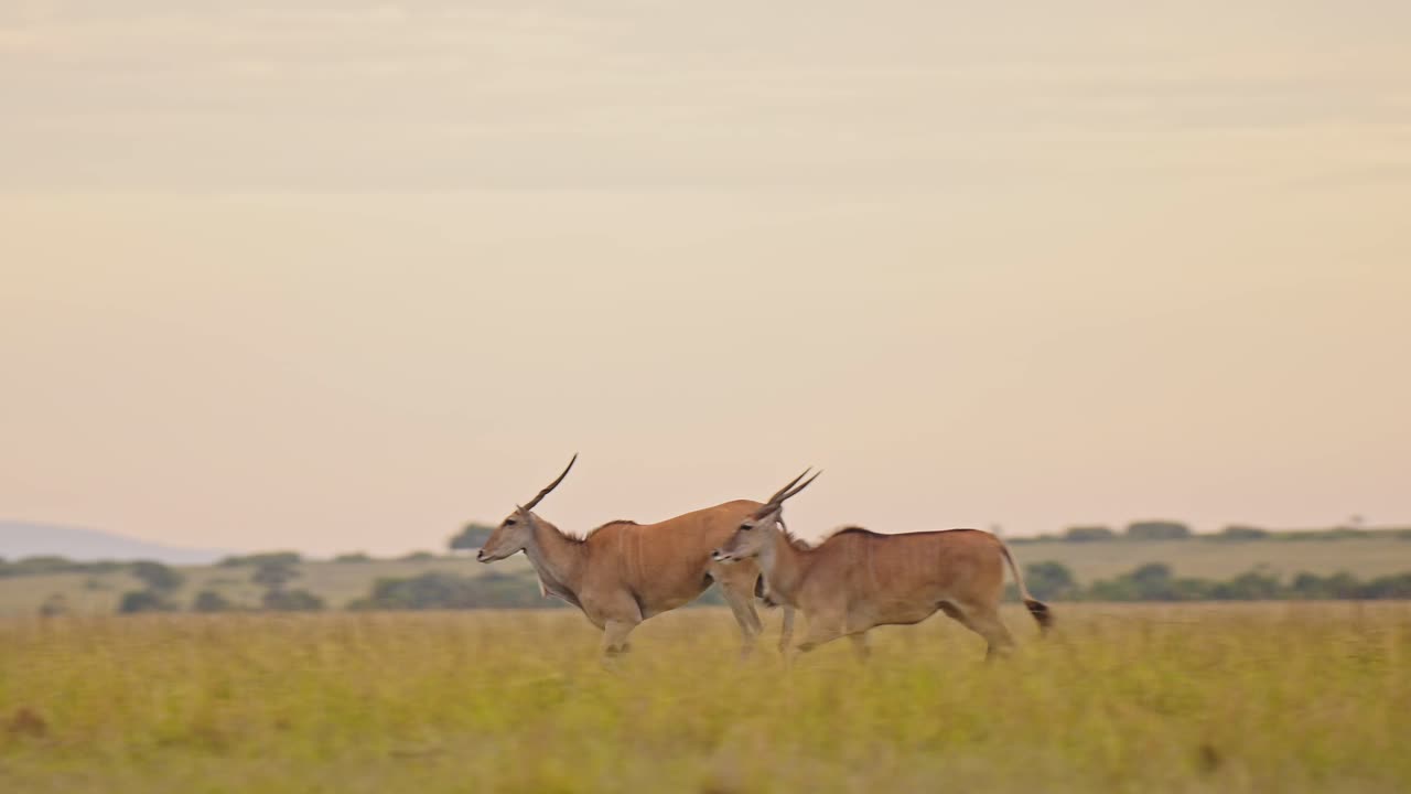 topi corriendo a través del hermoso y exuberante paisaje africano, montañas en el fondo en la sabana vacía sabana, vida silvestre africana en masai mara