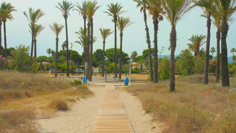 Panning-across-beautiful-empty-path-with-palm-trees-and-clear-blue-sky