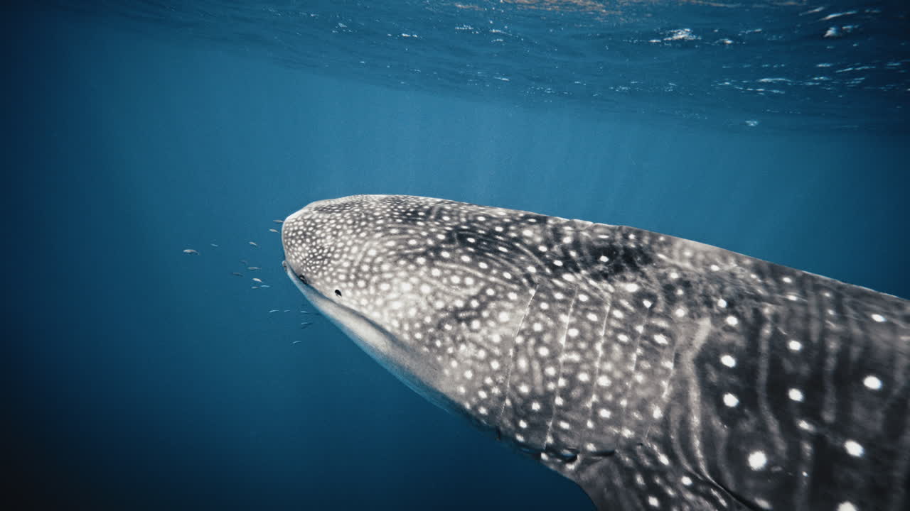 천천히 움직이는 고래 상어 입을 가로질러 반이는 빛의 클로즈업