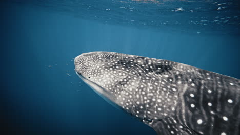 Primer-Plano-De-Luz-Chispeante-Y-Brillante-A-Través-Del-Cuerpo-De-La-Boca-Del-Tiburón-Ballena-En-Cámara-Lenta.