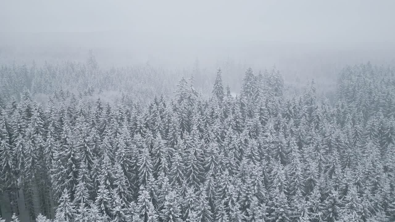 The drone footage captured the snowy forest with thick frost-covered trees, the atmosphere of a winter blizzard and the untouched beauty of the wild nature. Aerial flying forward.