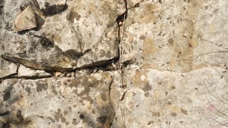 close up on a colony of many ants walking around and exploring the rocks around their nest on a sunny day