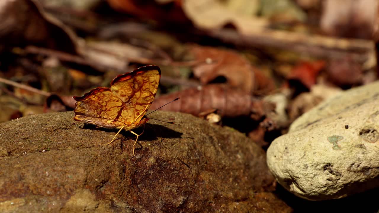 Kuva eloisasta Symbrenthia lilaea -perhosesta (common jester), joka imee kosteutta kostealta kiveltä kristallinkirkkaan makeanveden puron varrella Himalajan alueella Himachal Pradeshissa, Intiassa.