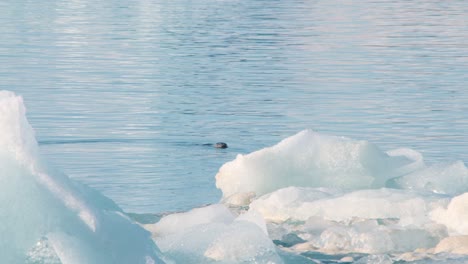seal poking its head out of sea water next to floating ice floes