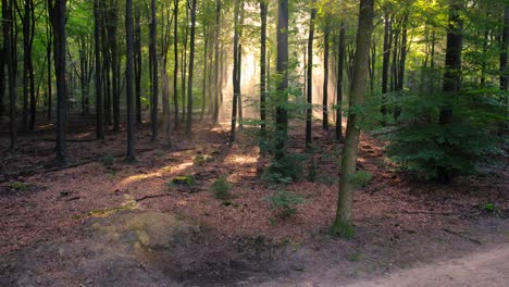 sun shining through the trees in the forest