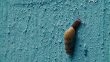 Caracol-De-Tierra-De-Jardín-Trepando-En-Una-Pared-Verde