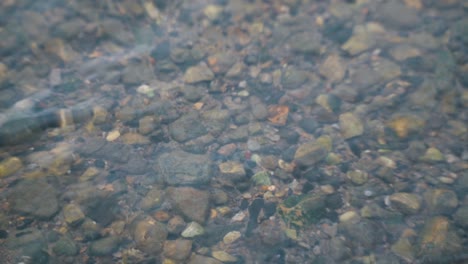 Pequeña-Piedra-En-El-Agua