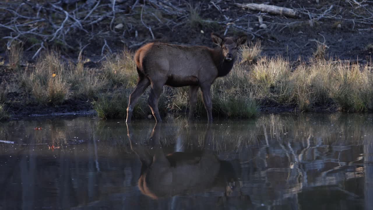 elk hembra masticando hierba de pie en el lago con hermoso reflejo slomo