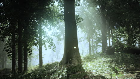 enchanted forest with glowing light