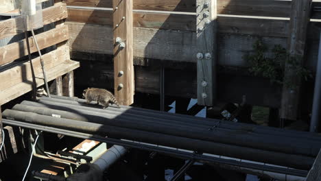 Mapache-Urbano-Caminando-Por-Una-Tubería-Negra-Sobre-El-Agua-Hasta-Debajo-De-Una-Estructura-De-Muelle-De-Madera