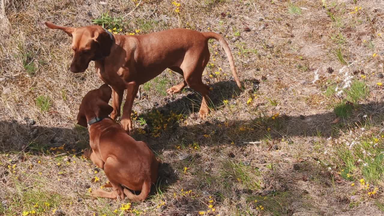 jóvenes perros vizsla húngaros jugando en la naturaleza