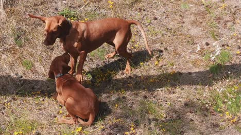 young hungarian vizsla dogs playingin the nature