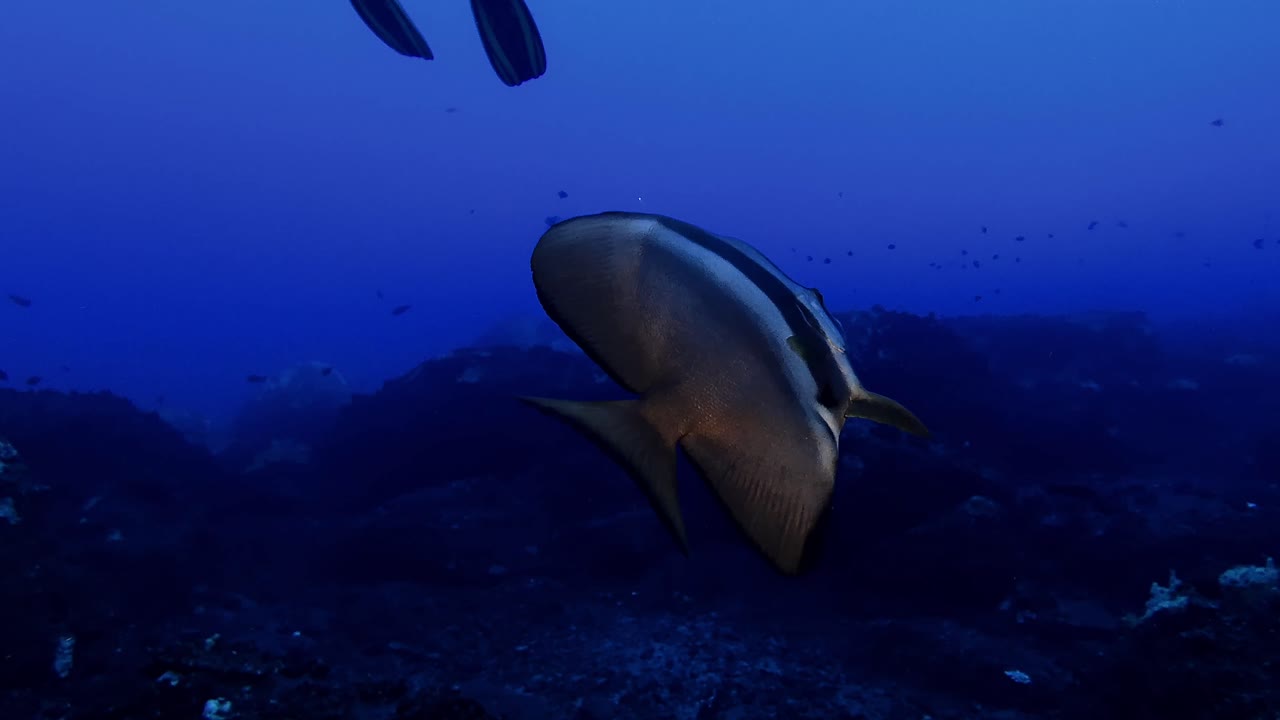 Batfish gliding through deep blue waters off Mauritius, captured in clear detail among volcanic rocks. A serene glimpse into tropical marine life and natural underwater beauty.