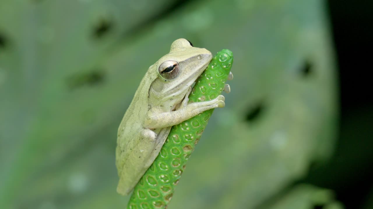 White Tree Frog In The Wild Nature. Close-up Shot