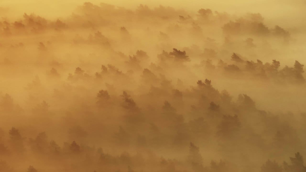 bosque de niebla al amanecer o al atardecer