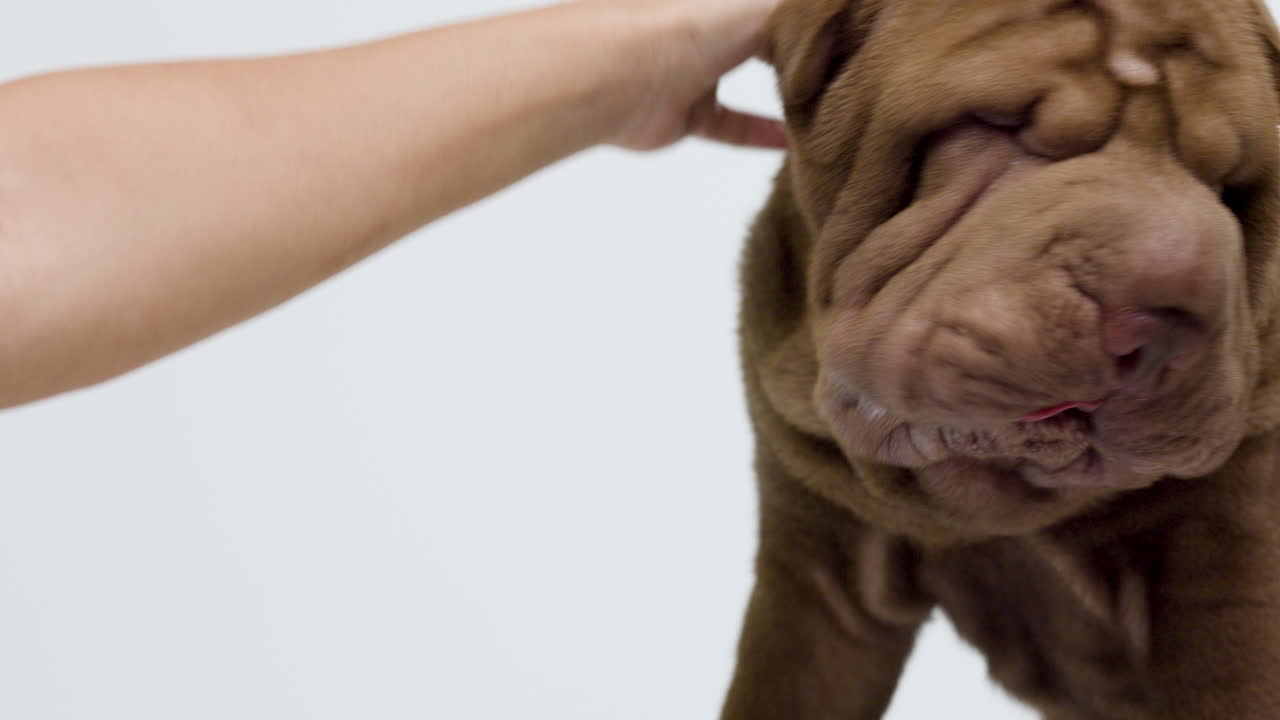 색 배경 에 누워 있는 샤르 페이 강아지