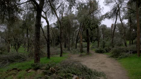 árboles caídos en el parque más grande de madrid casa de campo después de la ventisca de nieve filomena en enero de 2021 con 500 mil árboles afectados