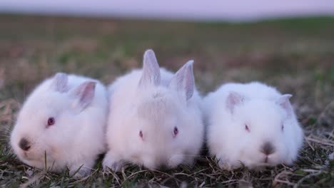 three cute white baby rabbits on grass
