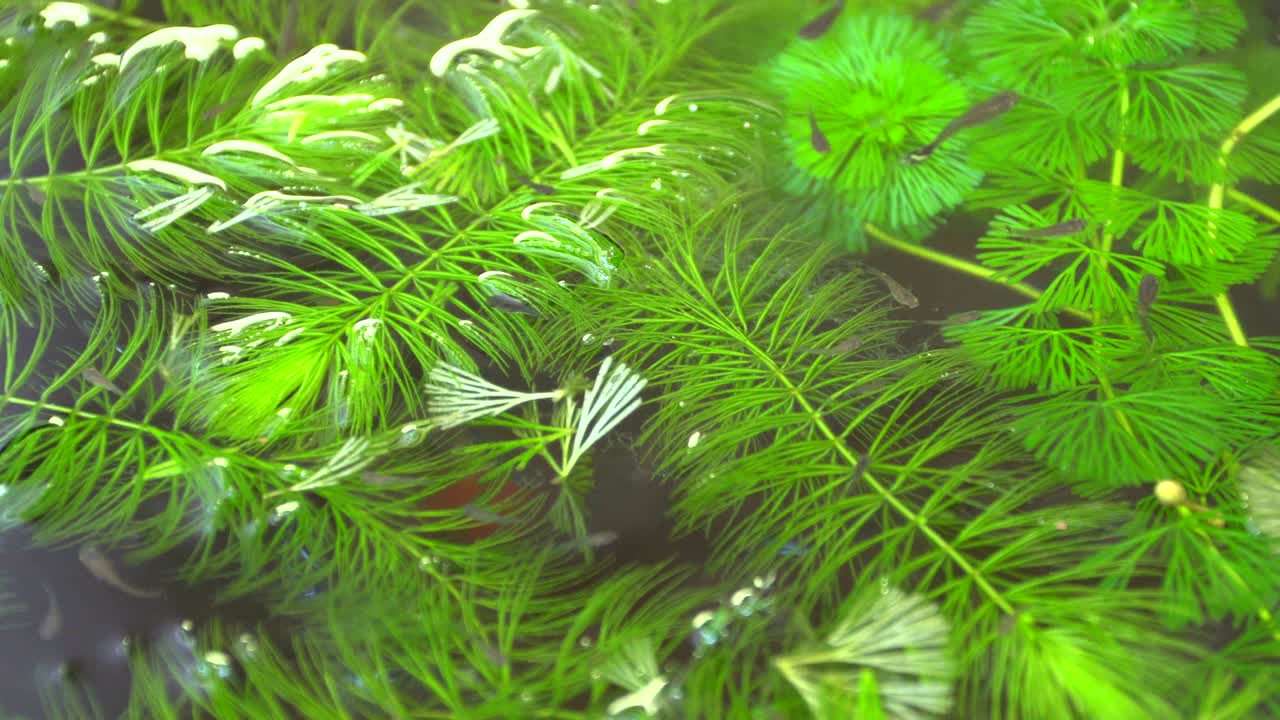 guppy fish swimming in a pond