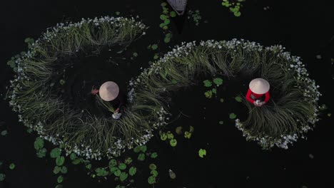 women working to harvest water lilies working waste deep in water in traditional clothes in the mekong delta, vietnam taken from top down aerial view