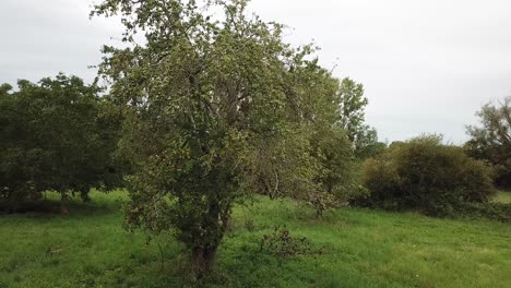 Aerial shot turn around a Apple tree