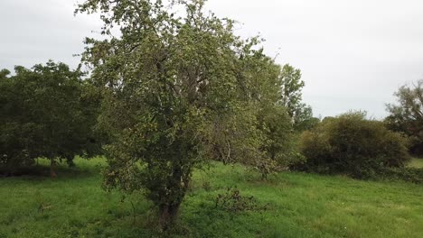 aerial shot turn around a apple tree