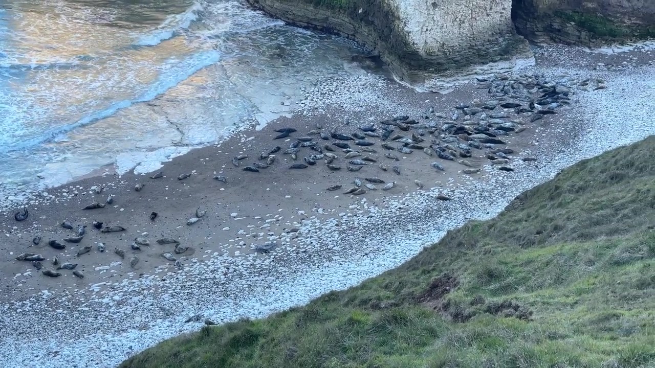 Foche selvatiche che nuotano e giocano nelle acque limpide intorno a Flamborough Head sulla costa dello Yorkshire, Inghilterra. Splendida fauna selvatica naturale che mostra animali marini nel loro ambiente costiero naturale.