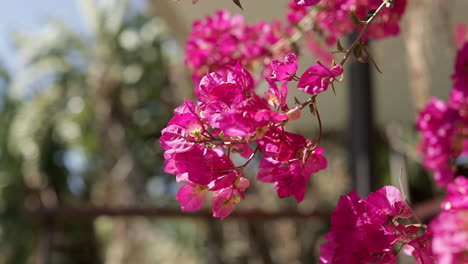 magenta bougainvillea swaying in the wind, sunny day