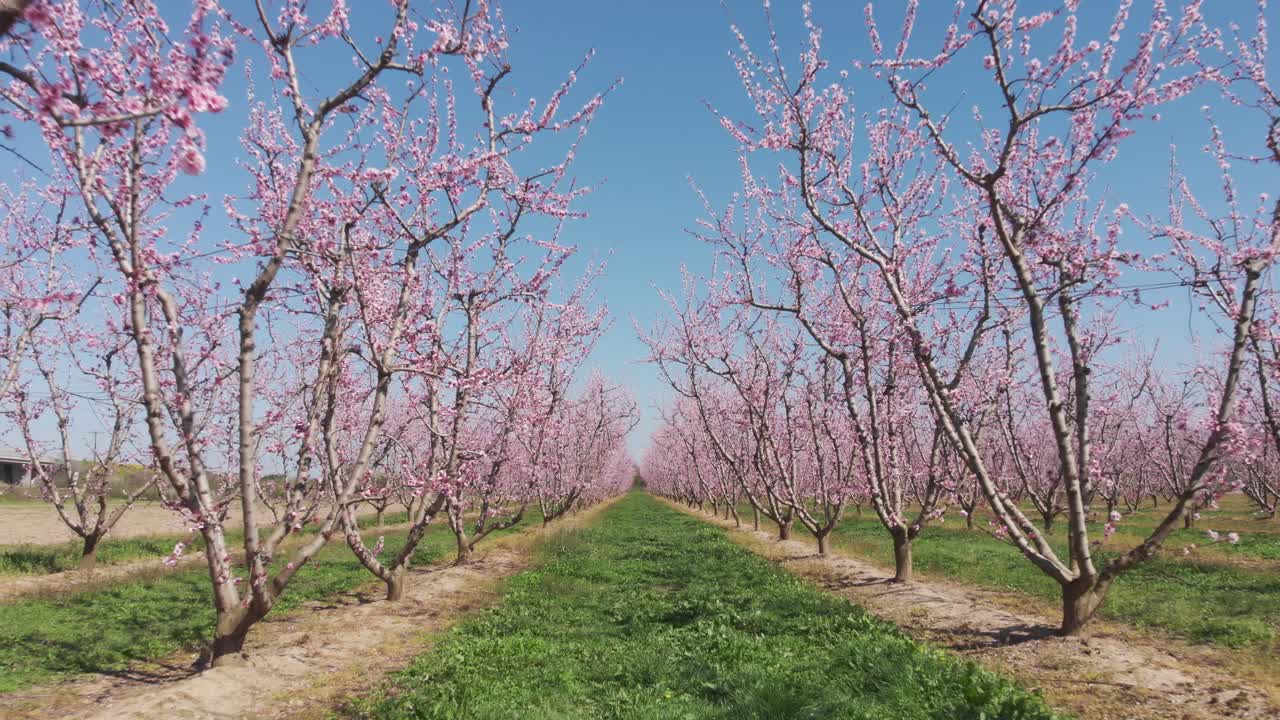 Luftoptagelse gennem symmetrisk lyserød blomstrende ferskentræsplantage. Lyserøde og lilla træer i fuldt flor på en forårsdag, med opadgående panorering.