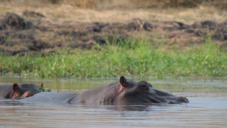 Nilpferd-Im-Fluss-In-Afrika-Versunken.-Nahaufnahme