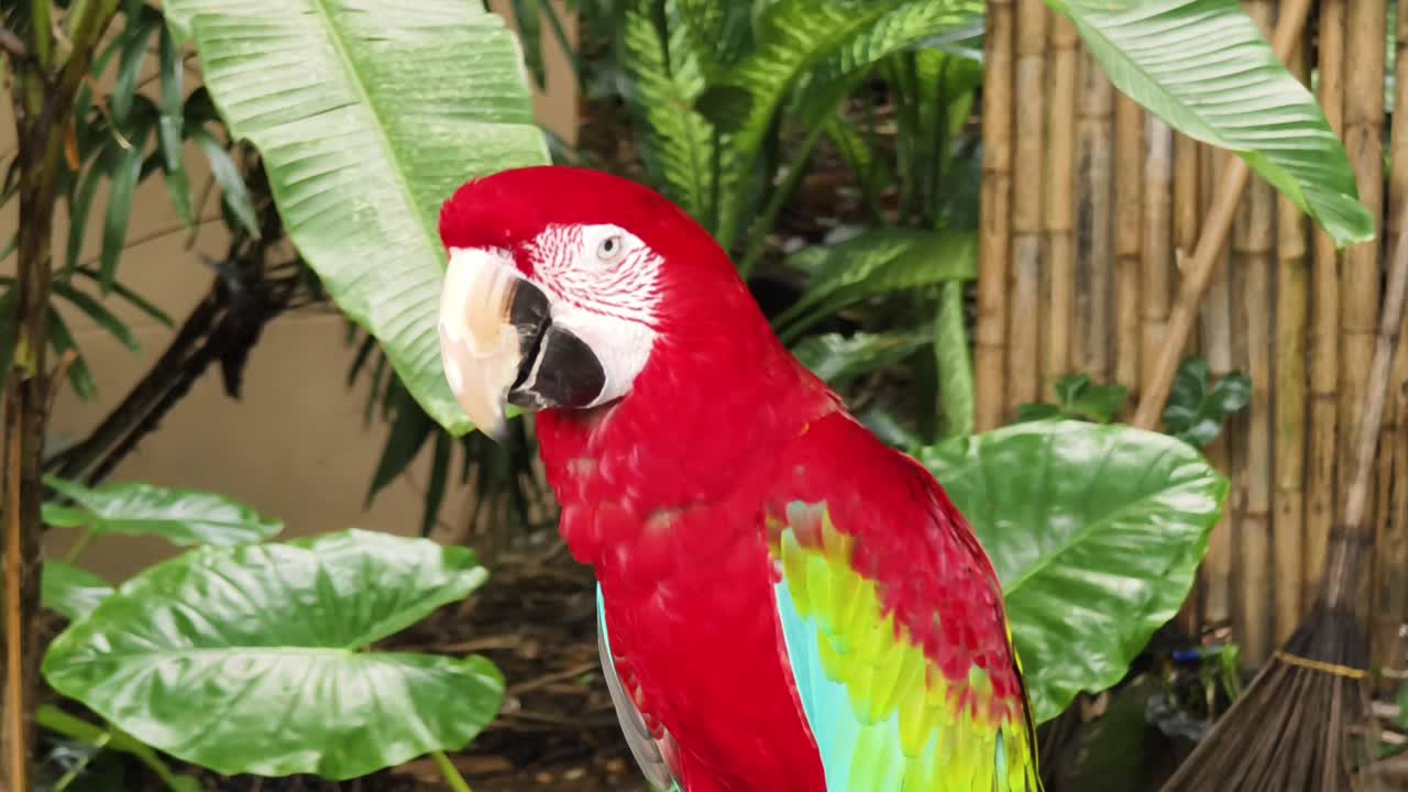 guacamayo rojo en un entorno tropical