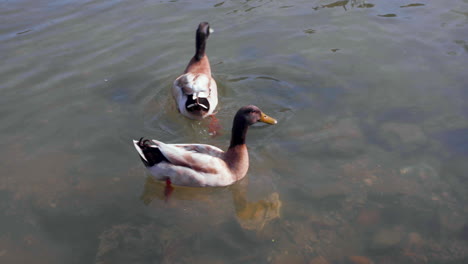 Two-Ducks-Swimming-in-Shallow-Water-on-Sunny-Day