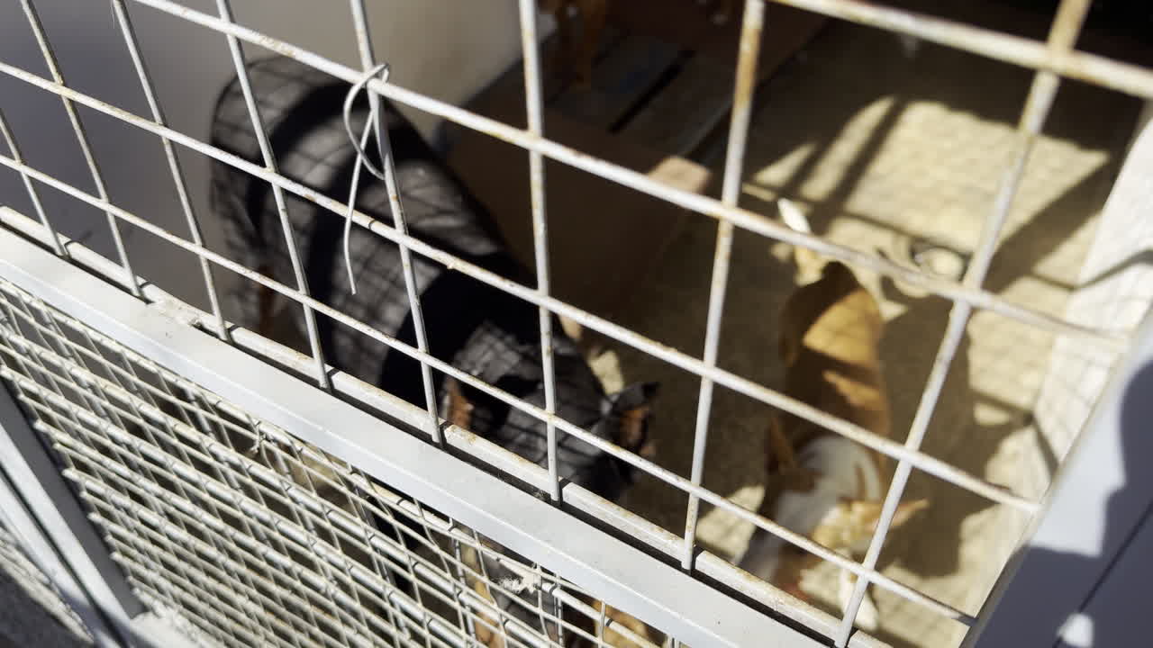 Hand holding a red fruit near a curious black dog behind a metal kennel fence