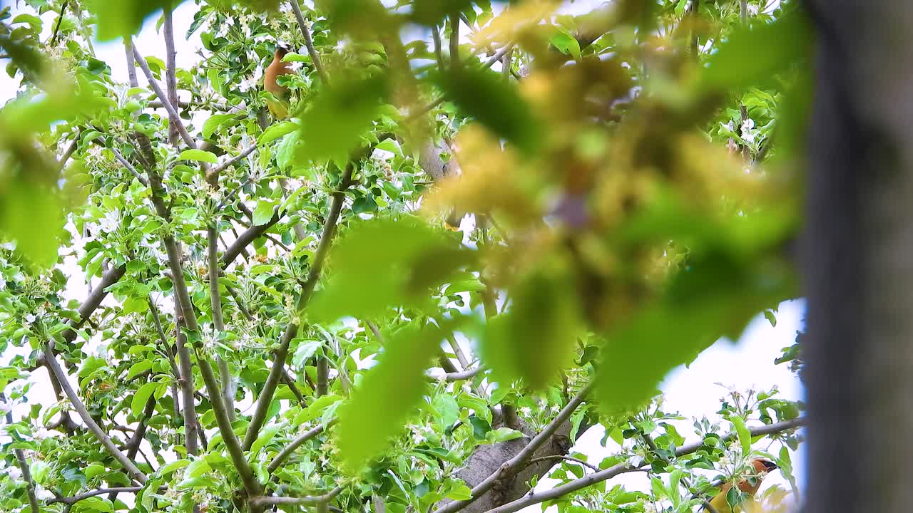 여름철에 캐나다 몬트리올의 숲에서 먹고 놀고 있는 시더  날개 새들