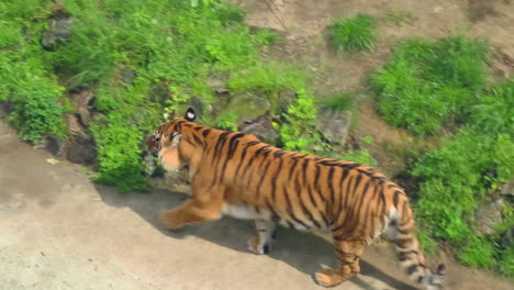 Siberian-tiger-in-zoo.-Wild-tiger-in-aviary.-Carnivore-in-zoological-park