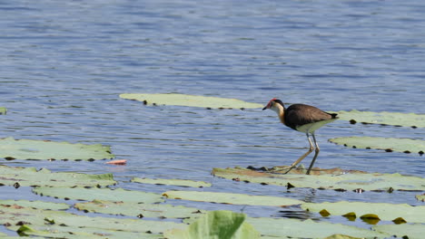 pájaro jacana caminando sobre el agua